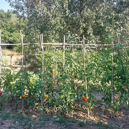 Vista Piscina Apartamento Migliano
